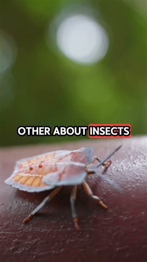 The Secret Network Connecting Every Forest