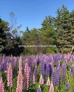 4.8K views · 88 reactions | Spring magic on PEI . : Prince Edward Island Tourism : aviareyes via Instagram | Canada Keep Exploring | Facebook