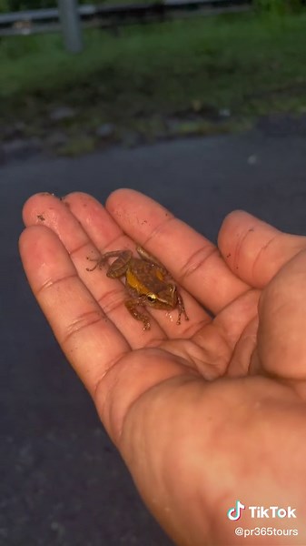 Relaxing Coquí Sound from Puerto Rico