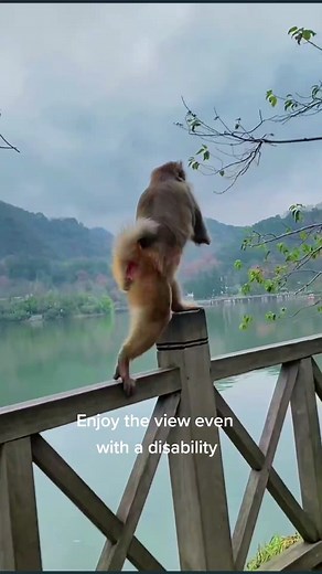 Adorable Chunky Monkey Overcomes Disability