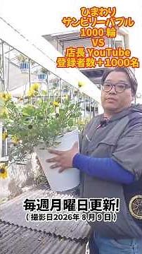 ひまわりVS店長！１０００を先に超えるのはどっちだ！サンビリーバブルブラウンアイガール１０００輪咲くのと店長新規YouTube登録者数の競争だ！8/10編
