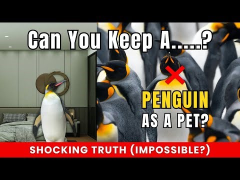 Can You Keep a Penguin as a Pet