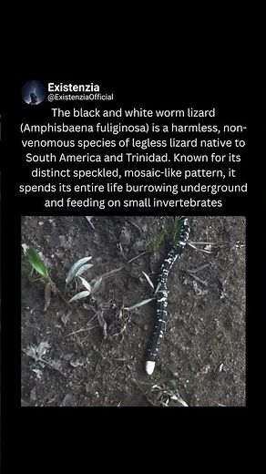 The Strange Underground Lizard That Look Like a Worm
