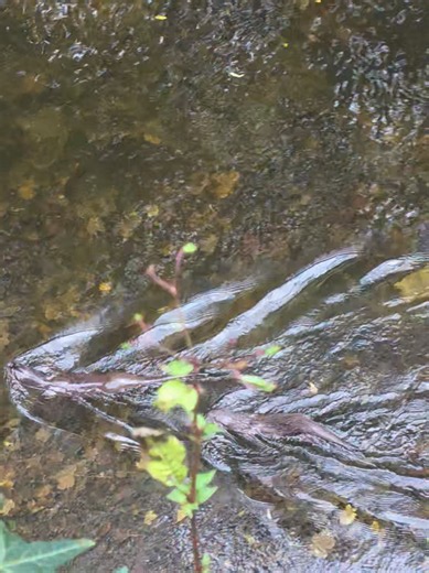 the pure joy and excitement in my voice! I actually cried!!! We have never ever seen one since living here, I feel so incredibly blessed!!❤️ #rurallife #britishwildlife #wales #otter #nature