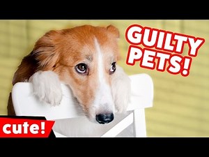 Funniest Guilty Pet & Animal Videos December 2016 Weekly Compilation | Kyoot Animals