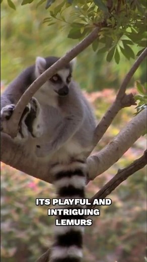 Did You Know? There are 100 species of Lemurs in Madagascar!