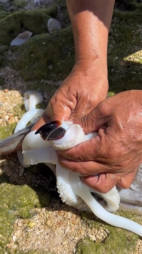 Cuttlefish drops its beak like a cloak 🐚🔄 #ollosvlog | Aleah Sosa
