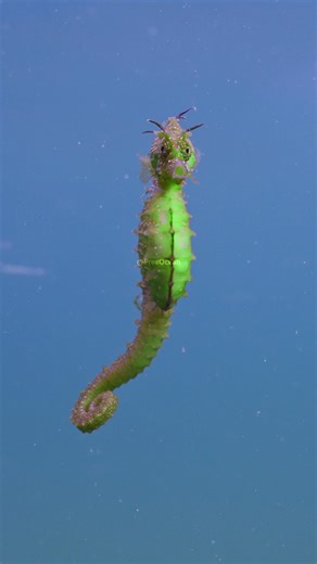 Beautiful Green SeaHorse wp zPkig #nature #ocean #fish | PreeOcean