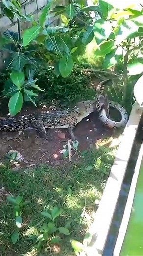 Crocodile vs Python #shorts