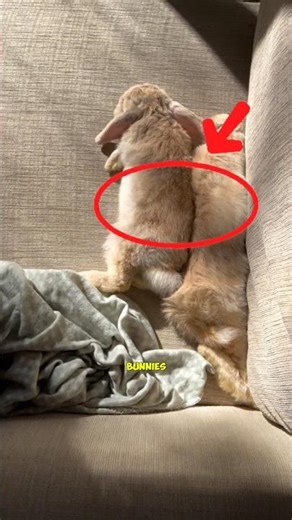 Two Rabbits Cuddling Before Bed 🐰💤 | Cute Bunny Sleep Time