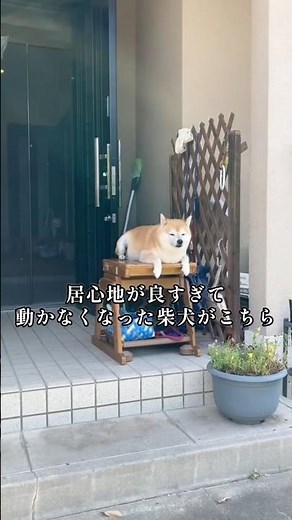 天気が良い日は洗濯物と一緒に干されてるらしい#柴犬の日常#しばいぬ#いぬのきもち#柴犬の癒し#doglife