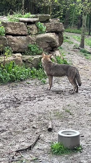 Discovering Joy in Simple Finds at Akron Zoo