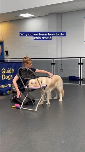 Why do our dogs learn to do chin rests? 🦮