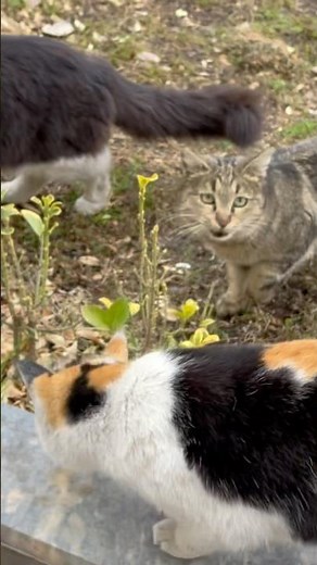Life of Stray Cats: The Untold Struggles & Survival Stories