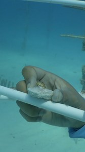 🌊 Check out our latest Coral Call update! 🌊 ✅ 1809 new boulder coral fragments ✅ 77 broodstock corals fragmented for production ✅ 68 broodstock corals added to expand our gene bank ✅ 7 new Spiral Trees planted More exciting progress to come! Stay tuned for more updates! 📸 Granger Eltringham for Coral Restoration Foundation #generationrestoration #wildlife #reefhealth #raisethereef #impact #HomeIsWhereTheCoralIs #oceanrescue #rescueandrehabilitation #marineconservation | Coral Restoration Foun