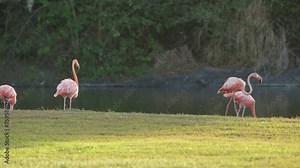 Wildlife Tropical Birds - American Flamingo in Super Slow Motion 4K 120fps