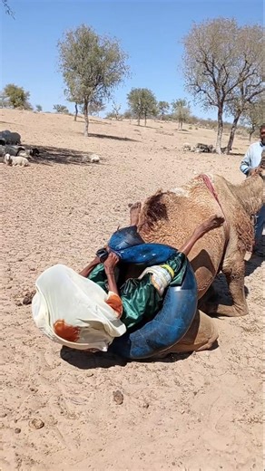بعدَ سفرٍ طويلٍ في الصحراء جلس الجملُ أخيرًا فسقطت المرأةُ مع دلوِ الماء