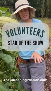 This lean-to trellis surprised me - cheap, easy to set up, and functional af! Want to learn more about gardening? I have multiple series - “wildflower series”, “garden arch series”, “gourd series”, “raspberry series”, “blueberry series”, “garden arch series”, “garlic series”, “onion series”, vine borer series”, and “lavender series” - comment below which one you would like and I’ll send it to you! Have a gardening question? Ask away! I’ve been gardening for 25 years. Hang around for garden coach