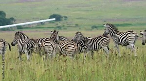A 4K vid of a herd of Zebra in mating season fighting for dominance over the females, pushing and shoving and biting while jumping and dodging. taken during a safari game drive in South Africa