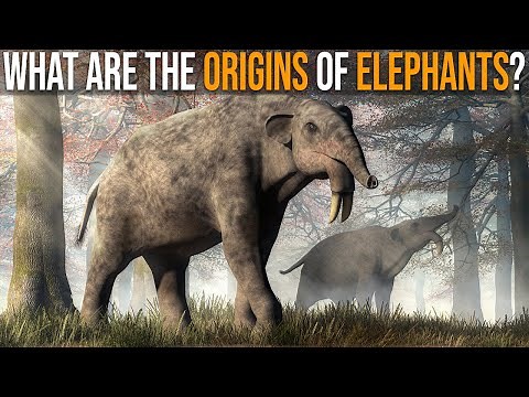 What Are The Origins of Elephants?