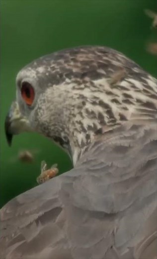 Honey Buzzards Feast | Rare Bird Feeding Behavior Caught on Camera #birds #wonderfulworldofnature
