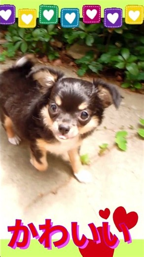 【チワワ】可愛いちくわ君 #柴犬 #可愛い#チワワ