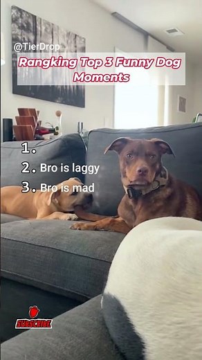 Ranking Top 3 Funniest Dog Moments Ever 😂🐶 | Try Not to Laugh