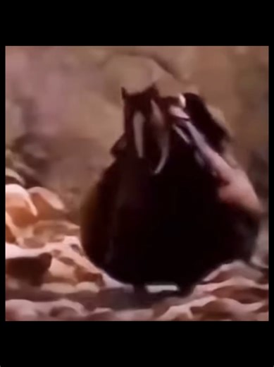 . .EU SÓ POSSO SER UM AUTISTA COM HYPER FOCO EM CAVALOS KKKKKKKKKK . .Hashtags----->#viral #foryou #mulherdepreso🔓🕊👫💍 #horse #cavalos