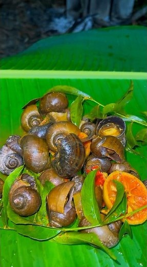 How to make delicious steamed snails in just 5 minutes.