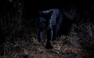 Rare black leopard caught on camera in Kenya for first time in 100 years