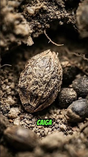 The desert that blooms #educational #curiosities #science