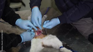 Wound surgery in cat , unconscious cat on the operation table with open belly for uterus removal