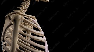 Detailed human Skeleton. 3d animation.