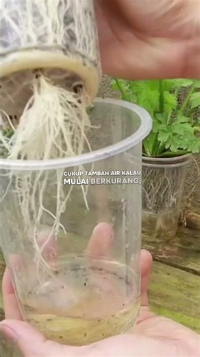 "Just Using Used Cups & Water! This Celery Grows Like Crazy, Harvesting Every Day!" #hydroponics ...