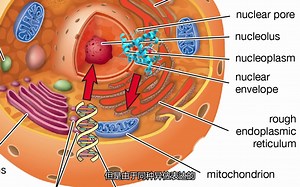 DeepMind 的 AlphaFold 2 如何帮助我们实现永生?