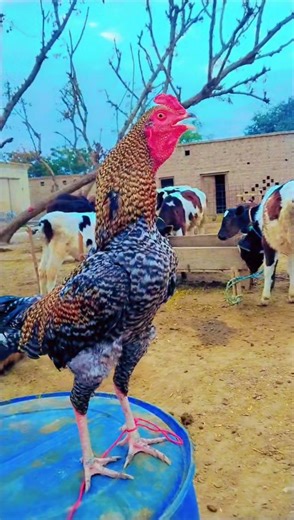 🐓Rooster Standing Tall at Farmhouse Powerful Crowing Sound plz like subscribe&Sher me #animals#viral