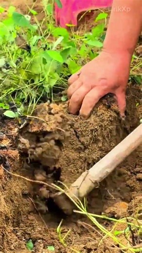 Digging the earth with hands and a tool to extract sweet potato roots from the ground for harvests