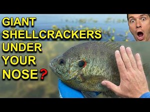 Shellcracker Secrets of the Pros Part 3