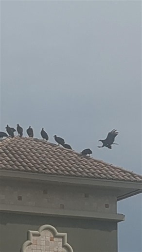 lots of black vultures hanging around and flying