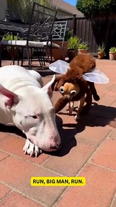 28K views · 578 reactions | Chihuahuas clocked him and said “target acquired.” #DogHumor #PetTok #ChihuahuaChaos #chihuahua | Funny Video | Facebook