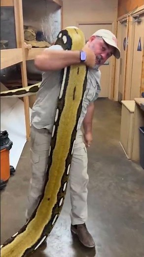 shorts 609 python pressure