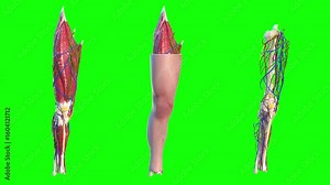Detailed 3D Anatomy of the Human Leg Muscles Bones and Vasculature on Green Screen Display