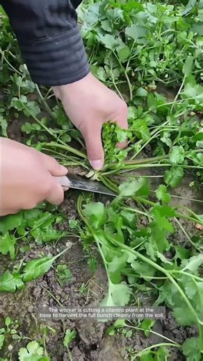 Clean Cutting for Cilantro Harvest