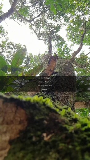 "From Weapon to Wonder: The Yo-Yo's Remarkable Journey" The yo-yo, a...