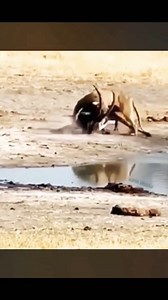 30K views · 94 reactions | Exo Wildlife on Reels | Facebook