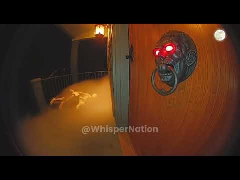 🎃CCTV | Animal Halloween Series Scared by Decorations