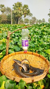 1.3M views · 7.2K reactions | Unbelievable Bamboo Busket Trap Fishing. #fish #fishing #virals #trap #reels | How it Possible 3.0 | Facebook