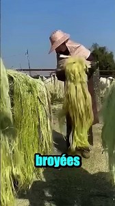 From the sole to your feet, the secret of sisal insoles!