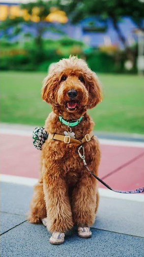 Meet Noodle the Doodle 🐶✨