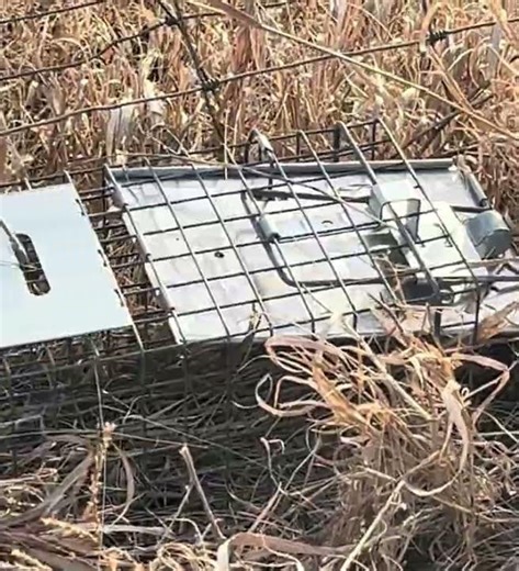 Day two of checking rabbit traps until 100 subscribers!